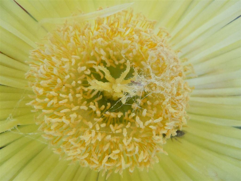 Carpobrotus edulis / Fico degli Ottentotti edule